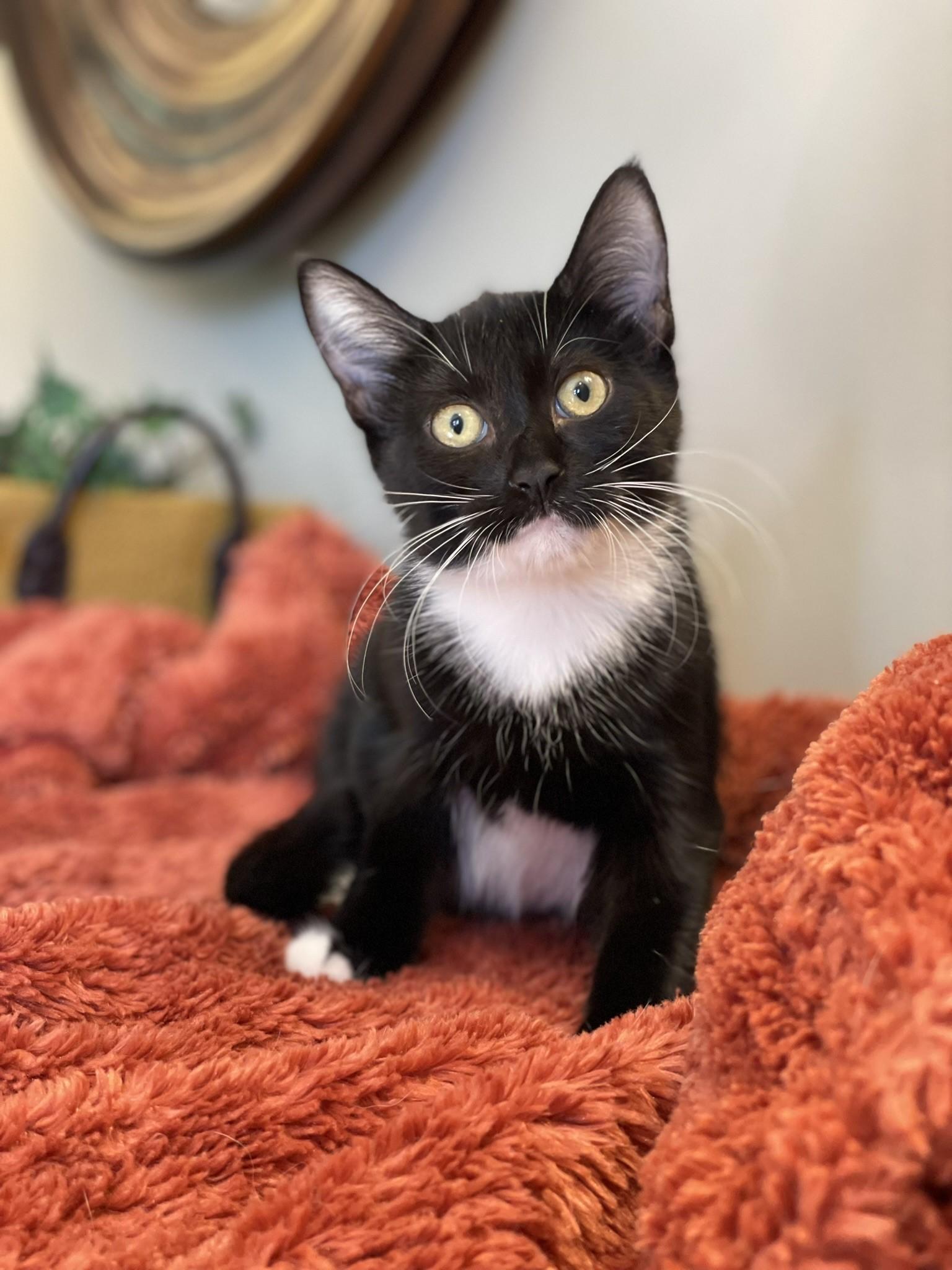 Puffin, a Adoptable Tuxedo in Taylor, MI image 2/6