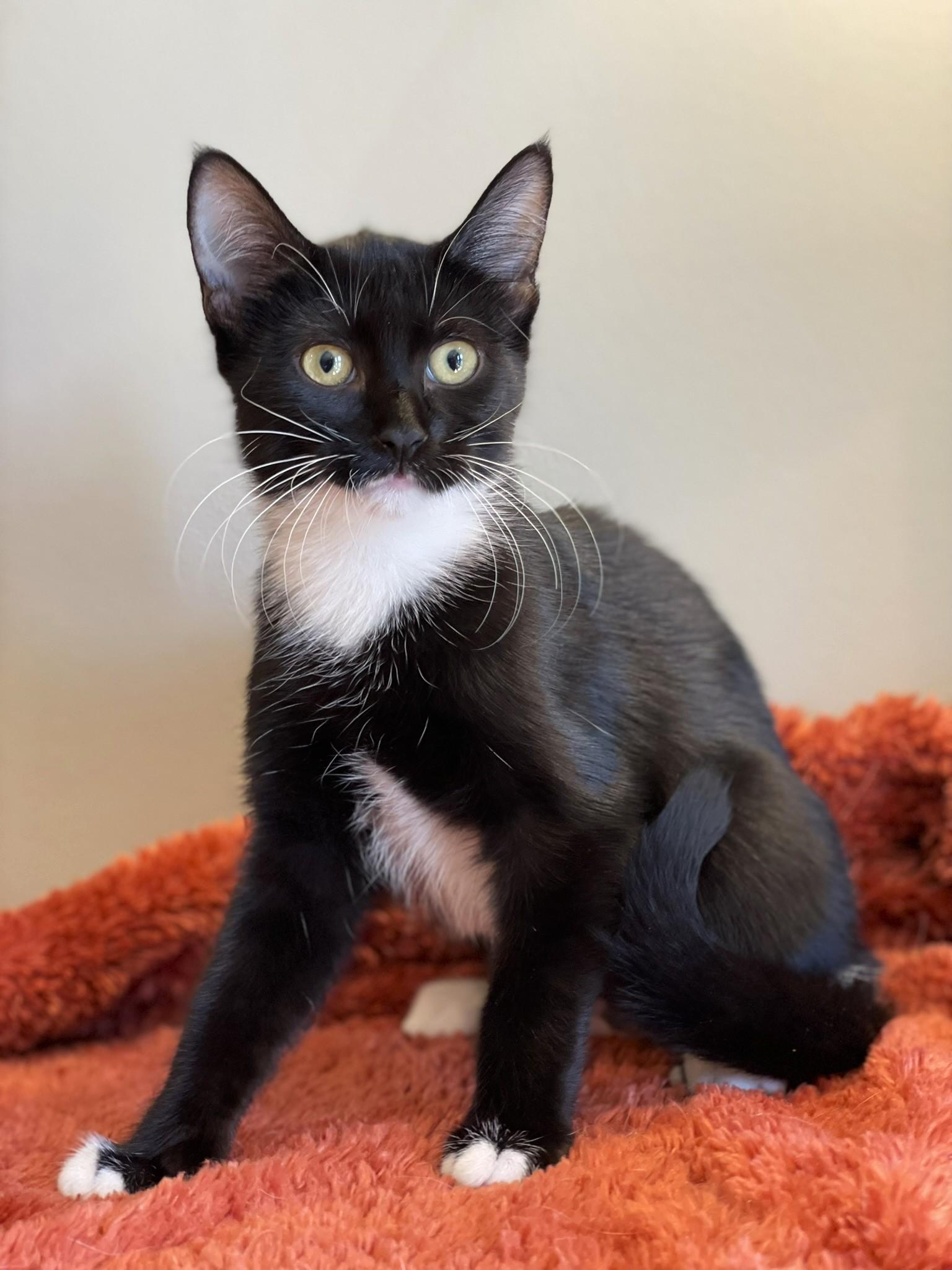 Puffin, a Adoptable Tuxedo in Taylor, MI image 1/6