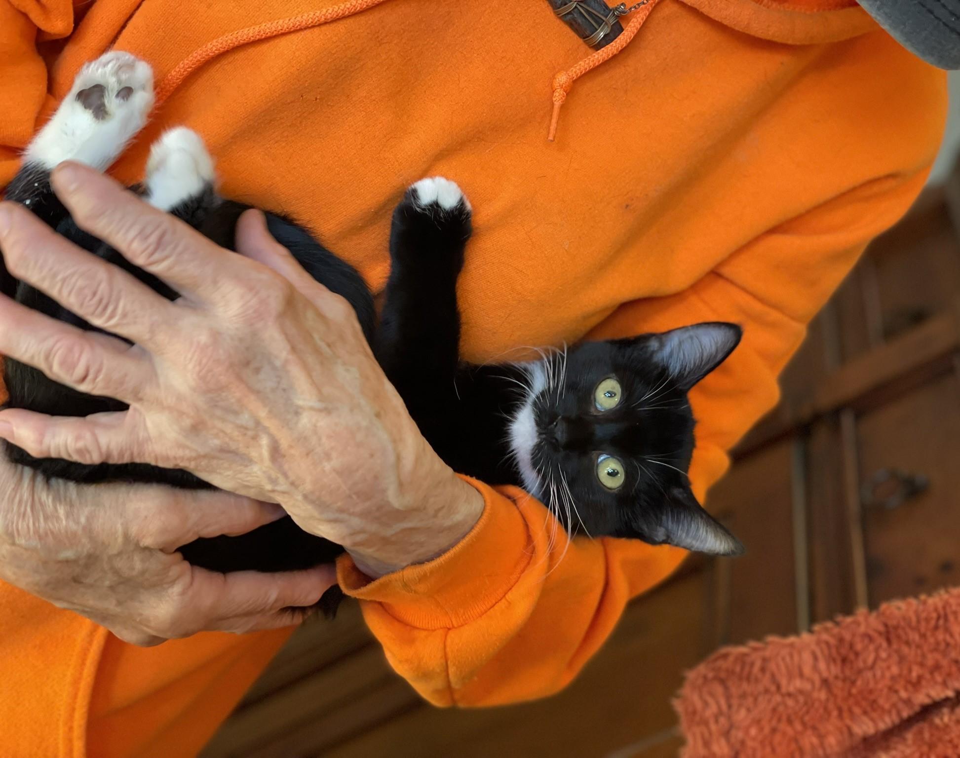 Puffin, a Adoptable Tuxedo in Taylor, MI image 3/6