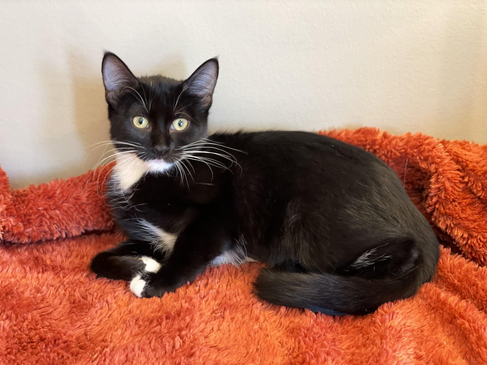 Puffin, a Adoptable Tuxedo in Taylor, MI image 6/6