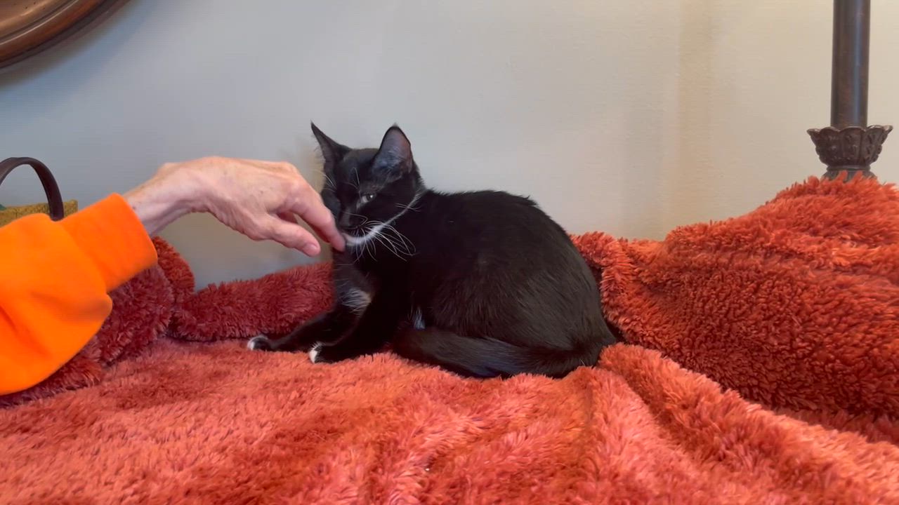 Enlarge Puffin, a Adoptable Tuxedo in Taylor, MI video 5/6