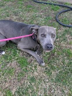 Alvonza16334, ADOPTABLE, Adult Female Pit Bull Terrier.