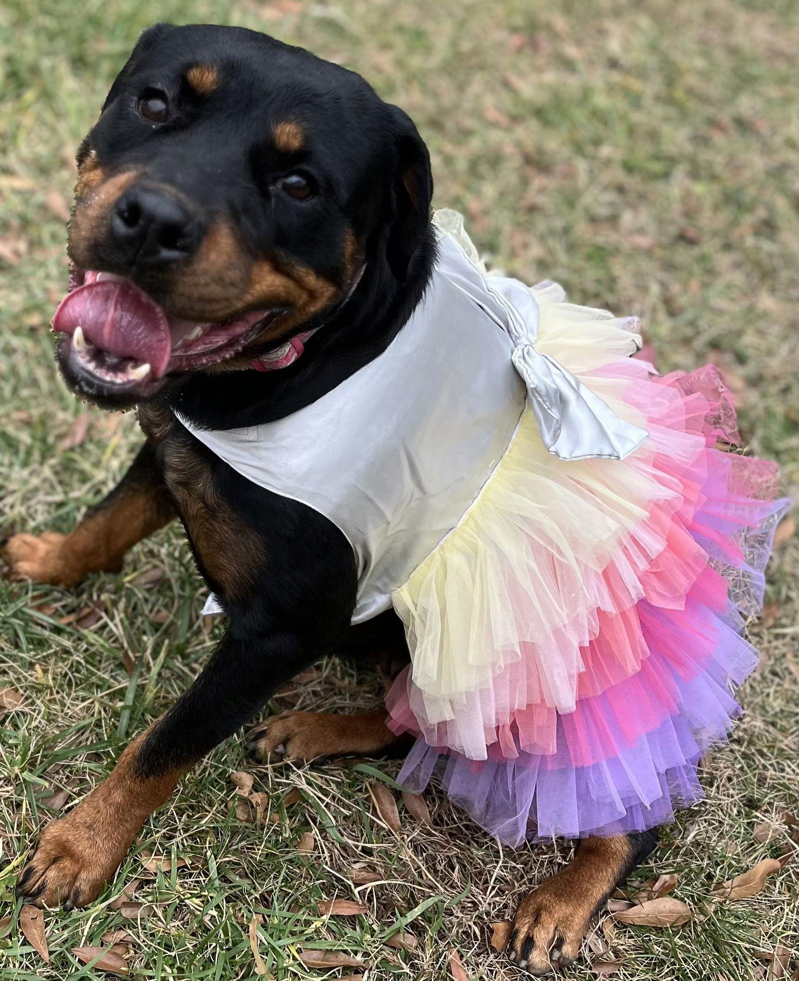 Lola, Adoptable, Adult Female Rottweiler.