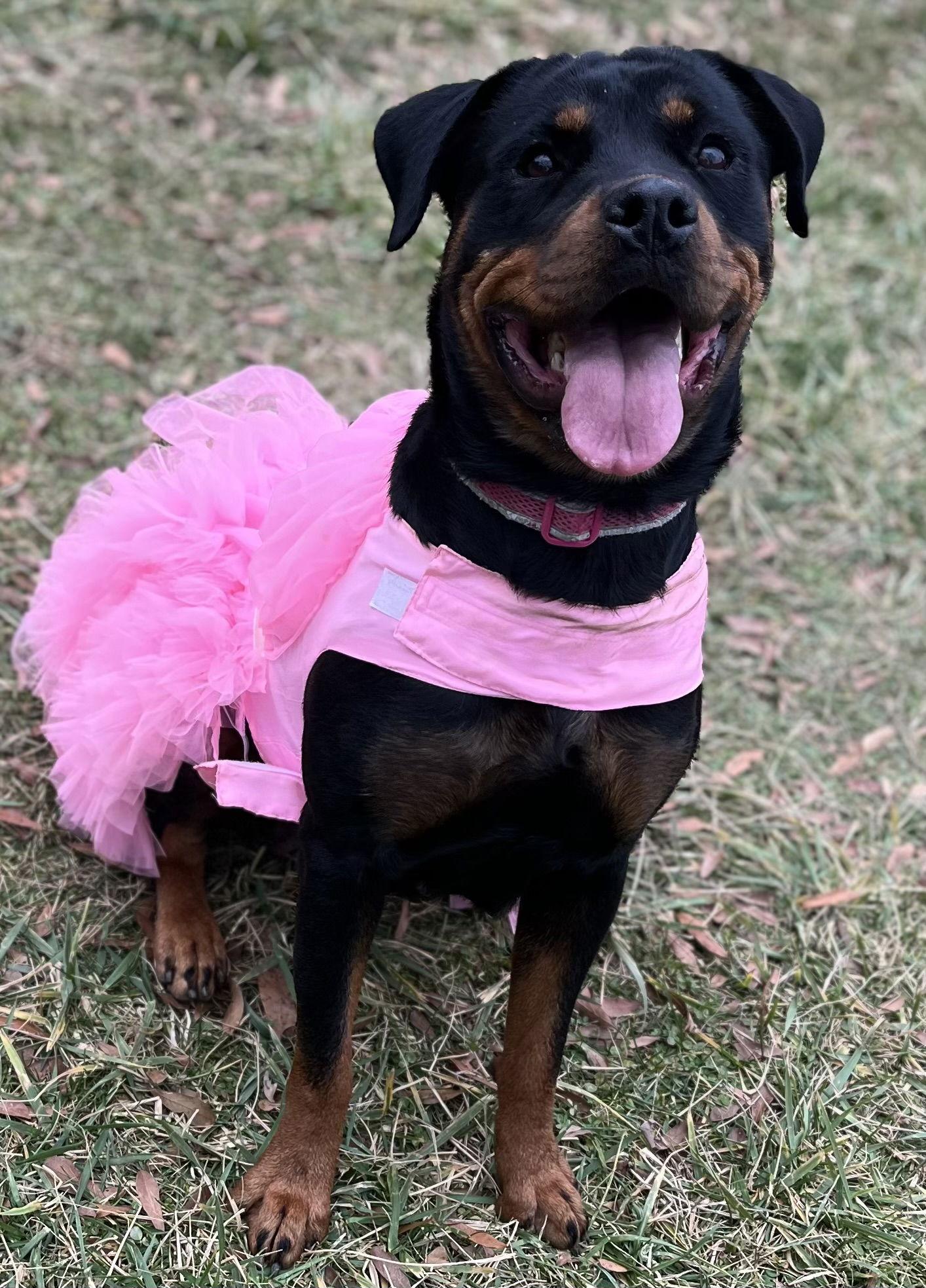 Enlarge Lola, a Adoptable Rottweiler in Mooresville, NC image 2/3
