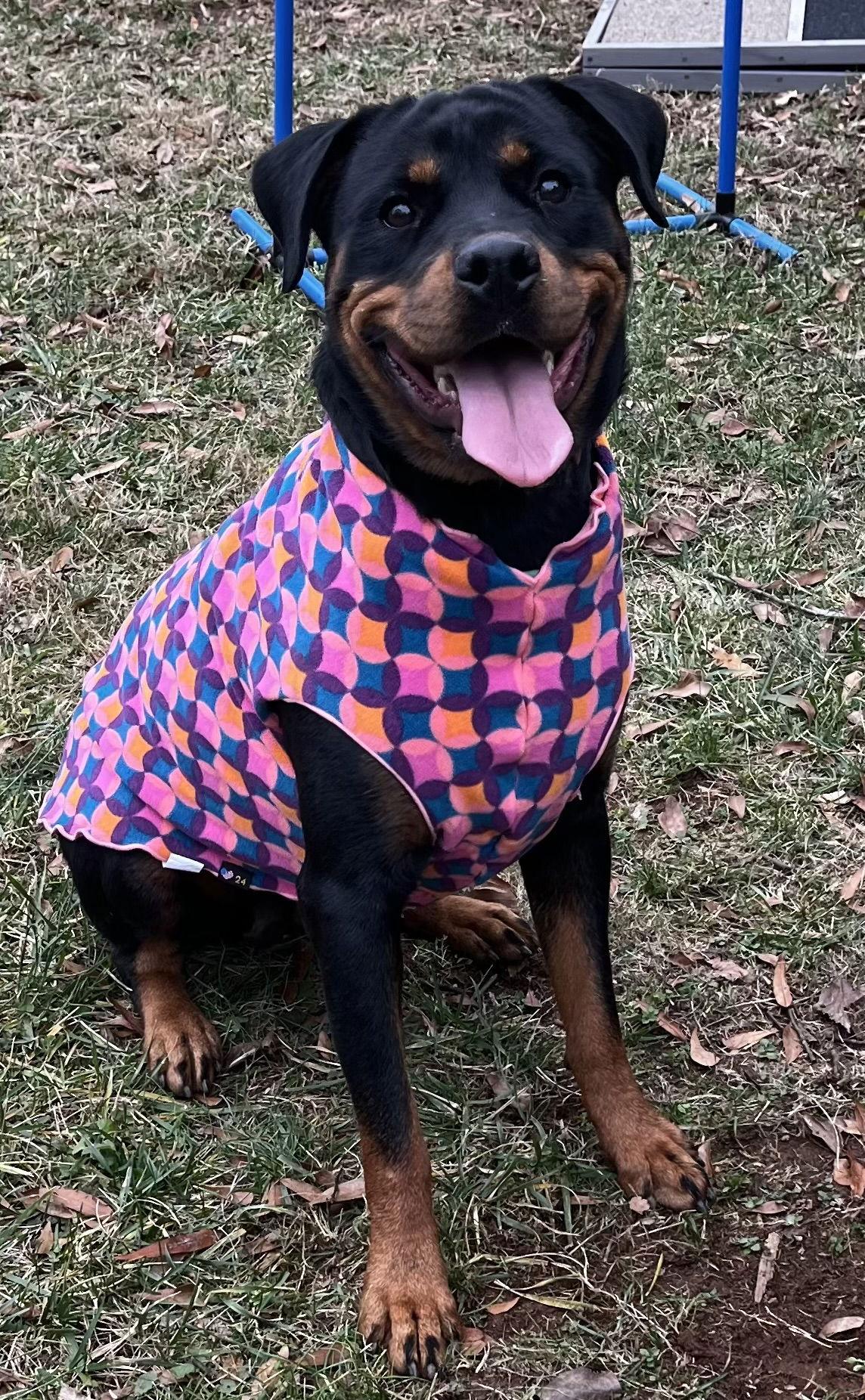 Enlarge Lola, a Adoptable Rottweiler in Mooresville, NC image 3/3