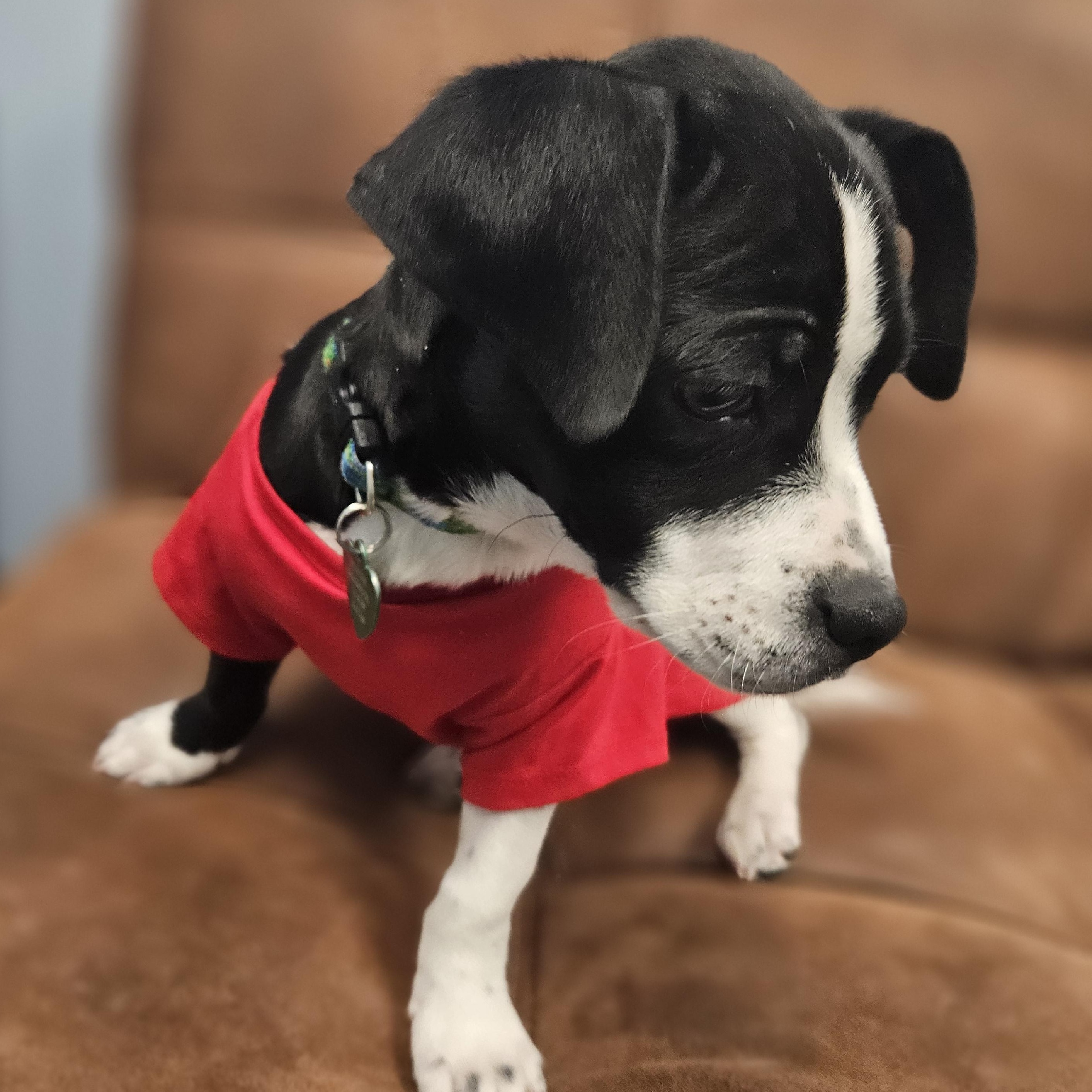 Enlarge Mase (short for Mason!), an adopted mixed breed in Livonia, MI image 5/6