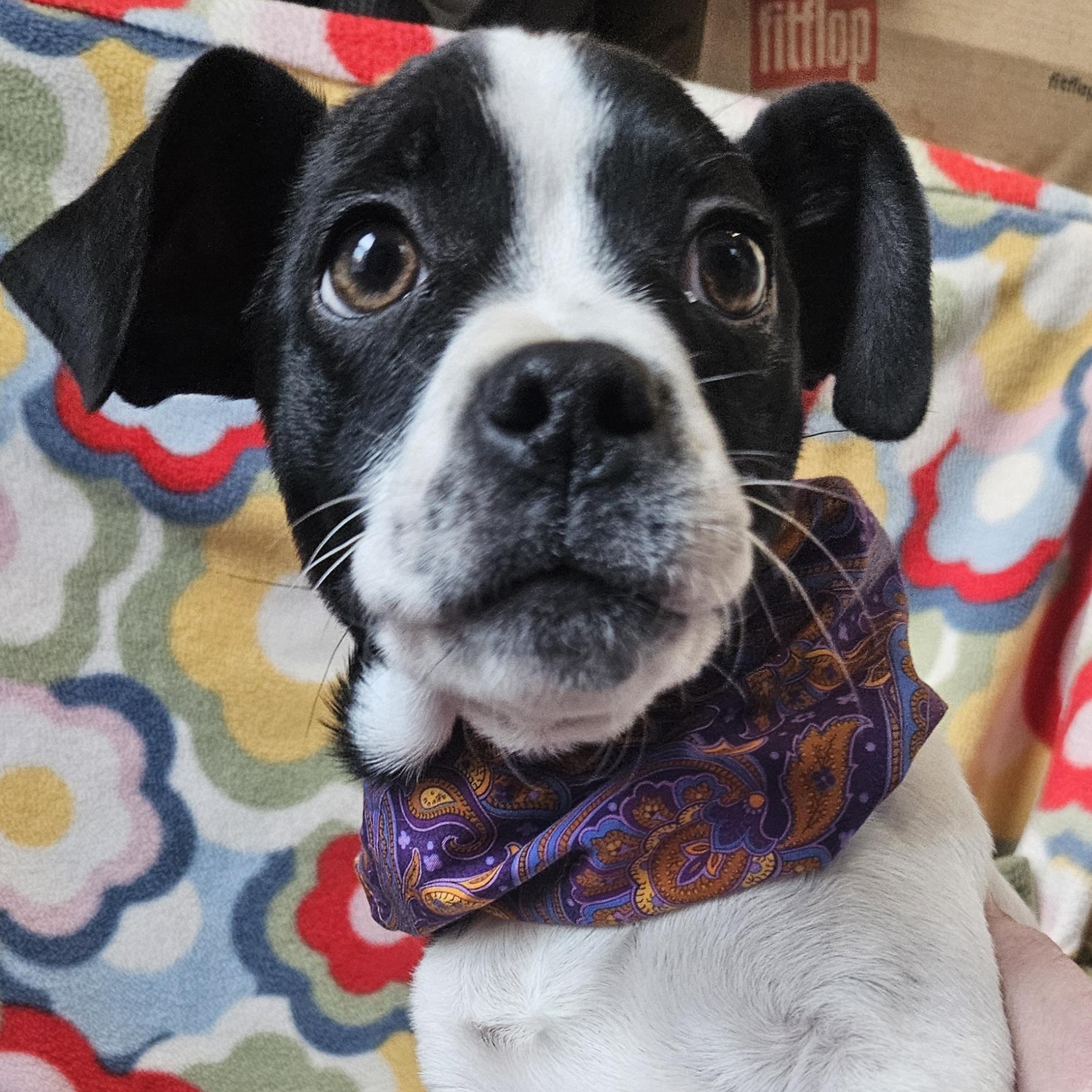 Enlarge Mase (short for Mason!), an adopted mixed breed in Livonia, MI image 4/6