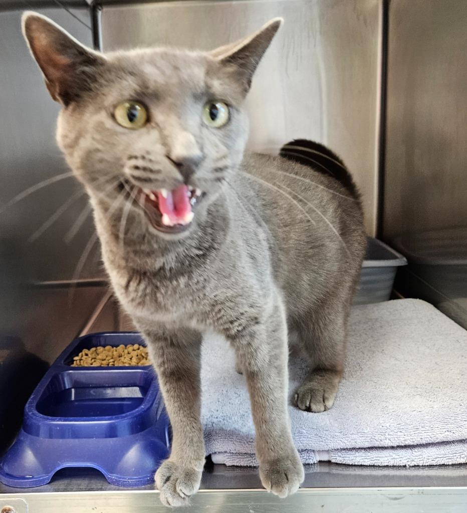 Frizzle, Adoptable, Young Female Domestic Short Hair.