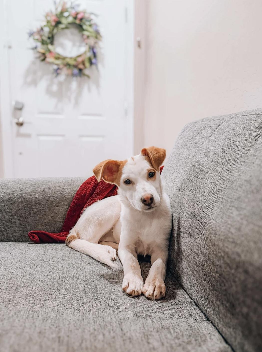 Tabatha, ADOPTABLE, Puppy Female Carolina Dog.