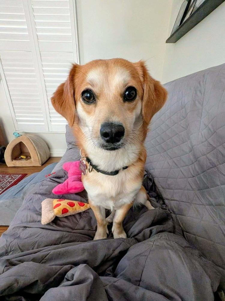 Chicklet, Adoptable, Young Female Dachshund & Chihuahua.