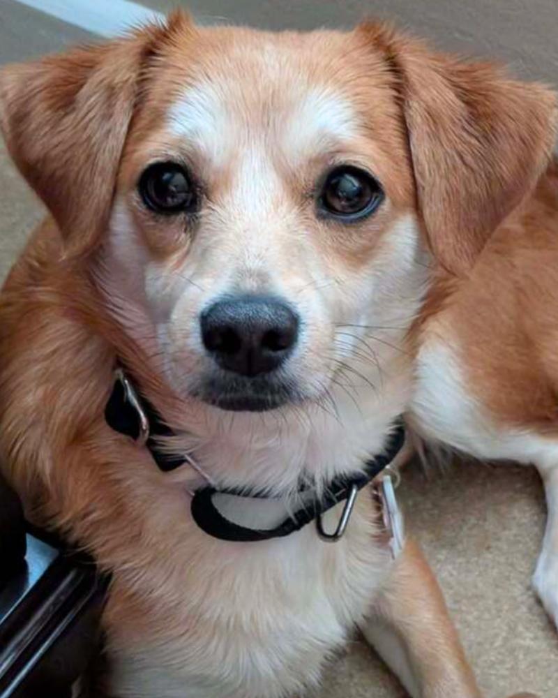 Enlarge Chicklet, a Adoptable mixed breed in Wayne, NJ image 3/6