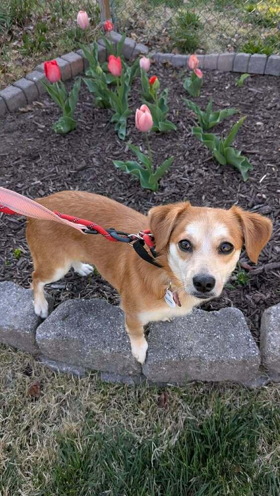 Enlarge Chicklet, a Adoptable mixed breed in Wayne, NJ image 4/6