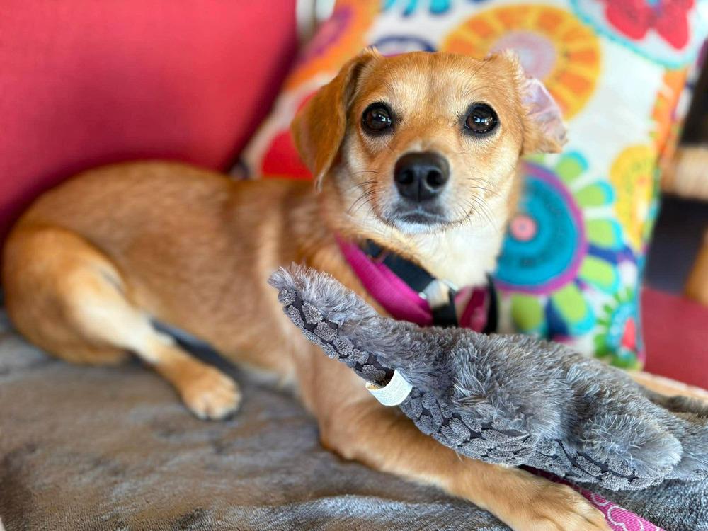 Enlarge Chicklet, a Adoptable mixed breed in Wayne, NJ image 5/6