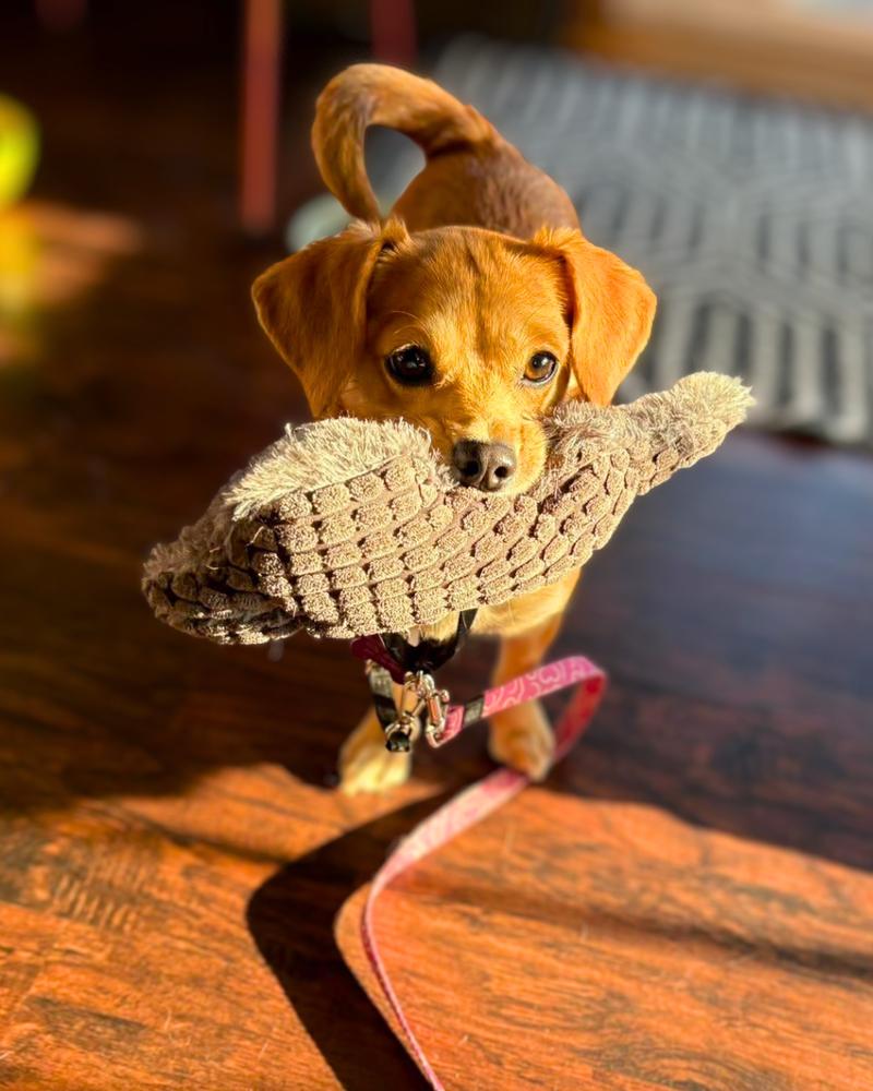 Enlarge Chicklet, a Adoptable mixed breed in Wayne, NJ image 6/6