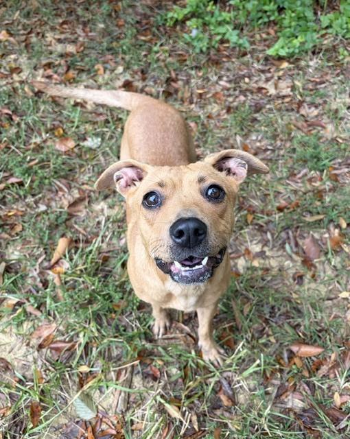 Taelyn, Adoptable, Adult Female Terrier.