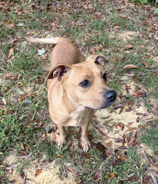 Enlarge Taelyn, a Adoptable mixed breed in Mocksville, NC image 2/4