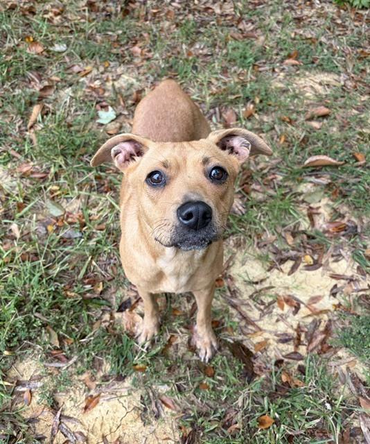 Enlarge Taelyn, a Adoptable mixed breed in Mocksville, NC image 3/4