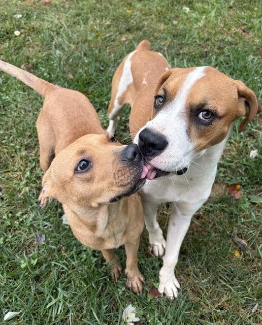 Enlarge Taelyn, a Adoptable mixed breed in Mocksville, NC image 4/4