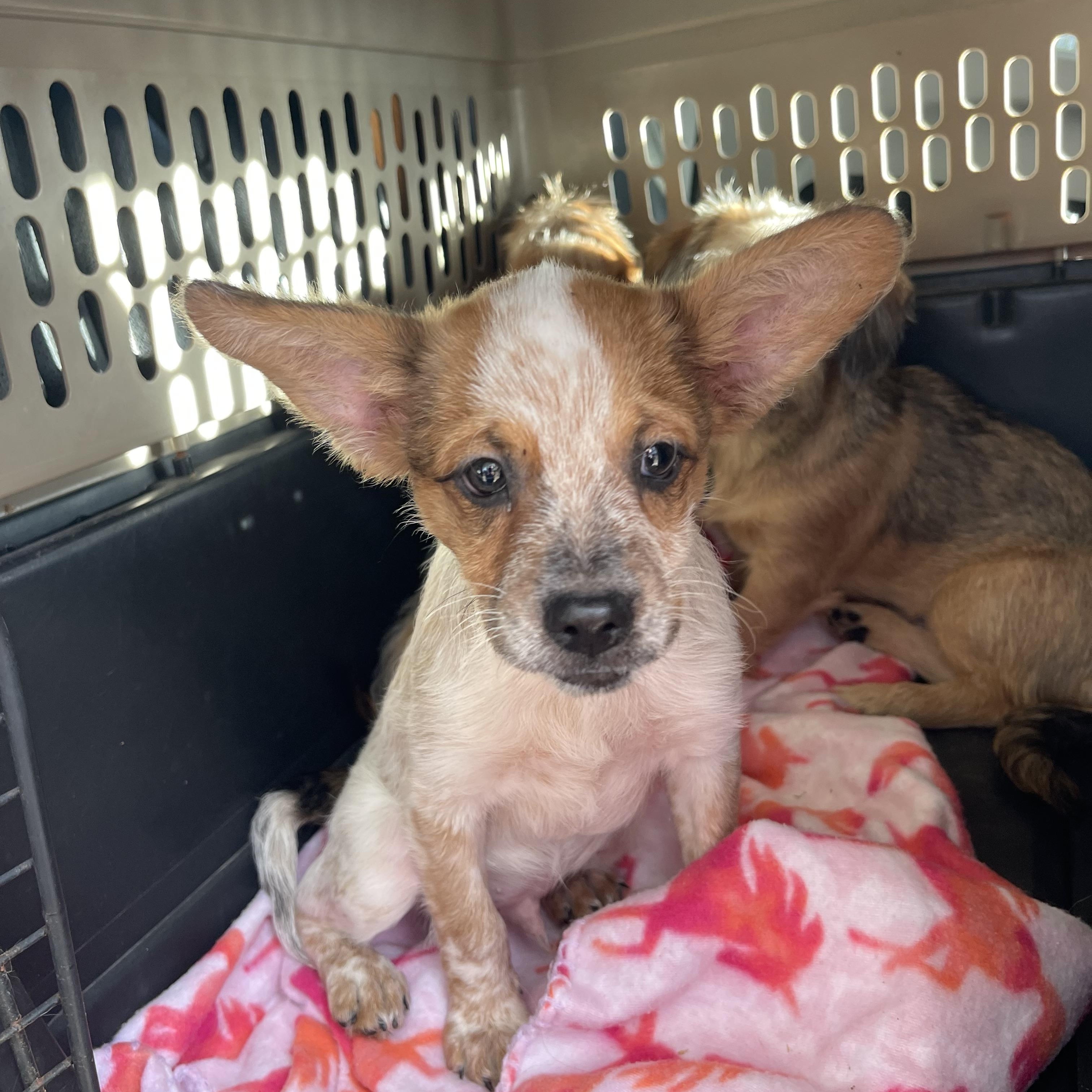 Carver, Adoptable, Puppy Male Cattle Dog & Pomapoo.