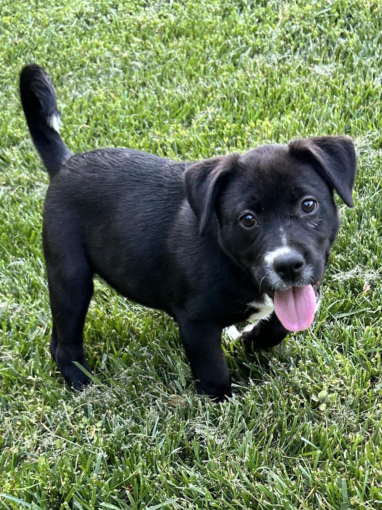 Enlarge Bellina, a ADOPTABLE mixed breed in Cumming, GA image 3/3