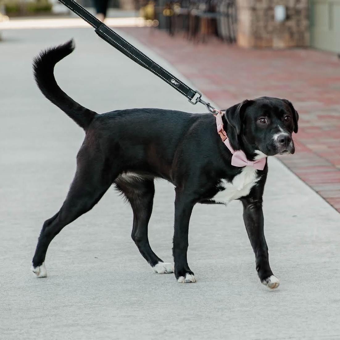 Enlarge Bellina, a Adoptable mixed breed in Cumming, GA image 6/6