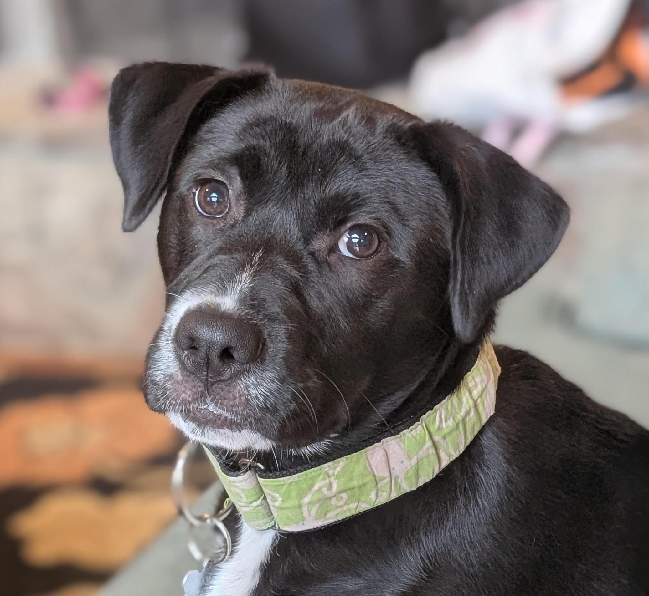 Bellina, ADOPTABLE, Puppy Female Labrador Retriever.