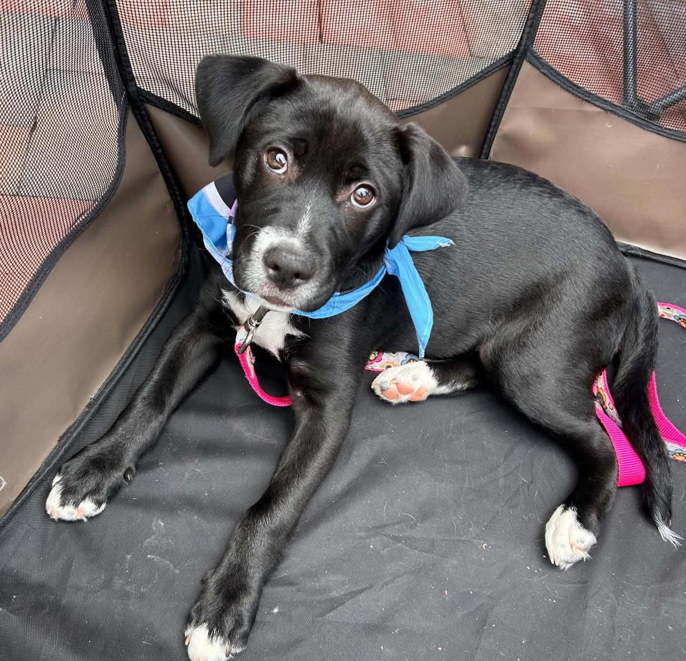 Enlarge Bellina, a ADOPTABLE mixed breed in Cumming, GA image 2/2