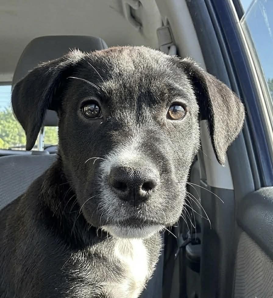 Bellina, ADOPTABLE, Puppy Female Labrador Retriever.
