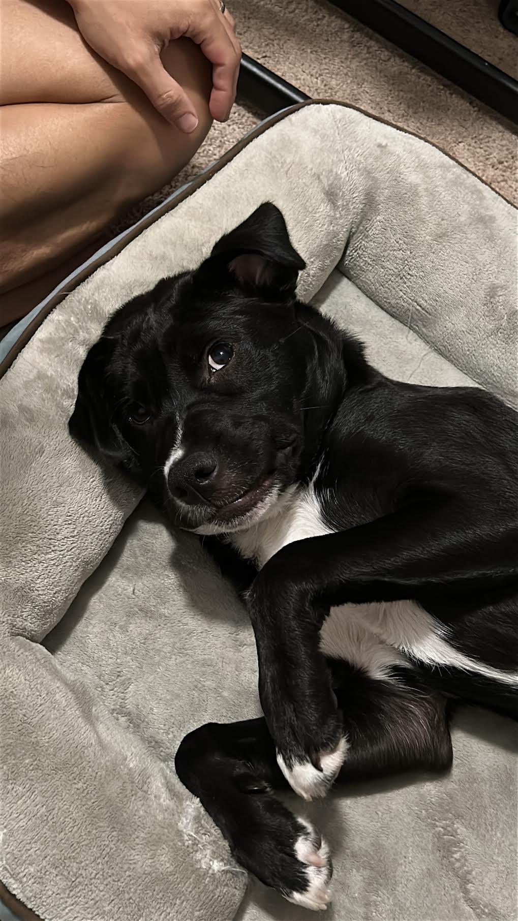 Enlarge Bellina, a Adoptable mixed breed in Cumming, GA image 5/6