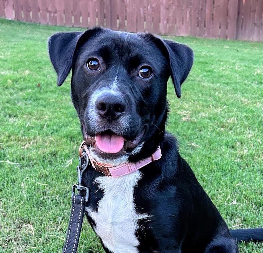 Enlarge Bellina, a Adoptable mixed breed in Cumming, GA image 2/6