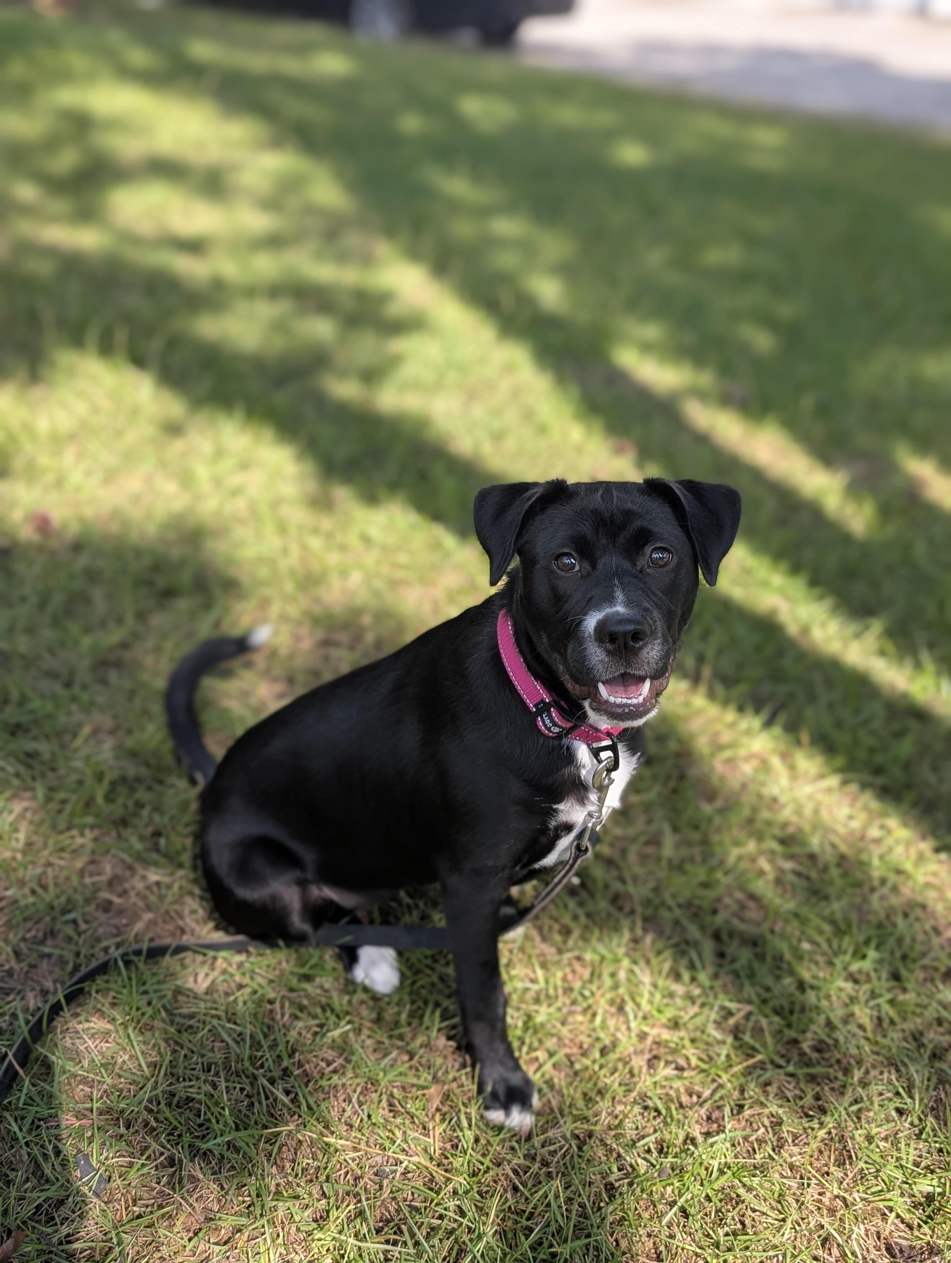 Enlarge Bellina, a ADOPTABLE mixed breed in Cumming, GA image 3/4