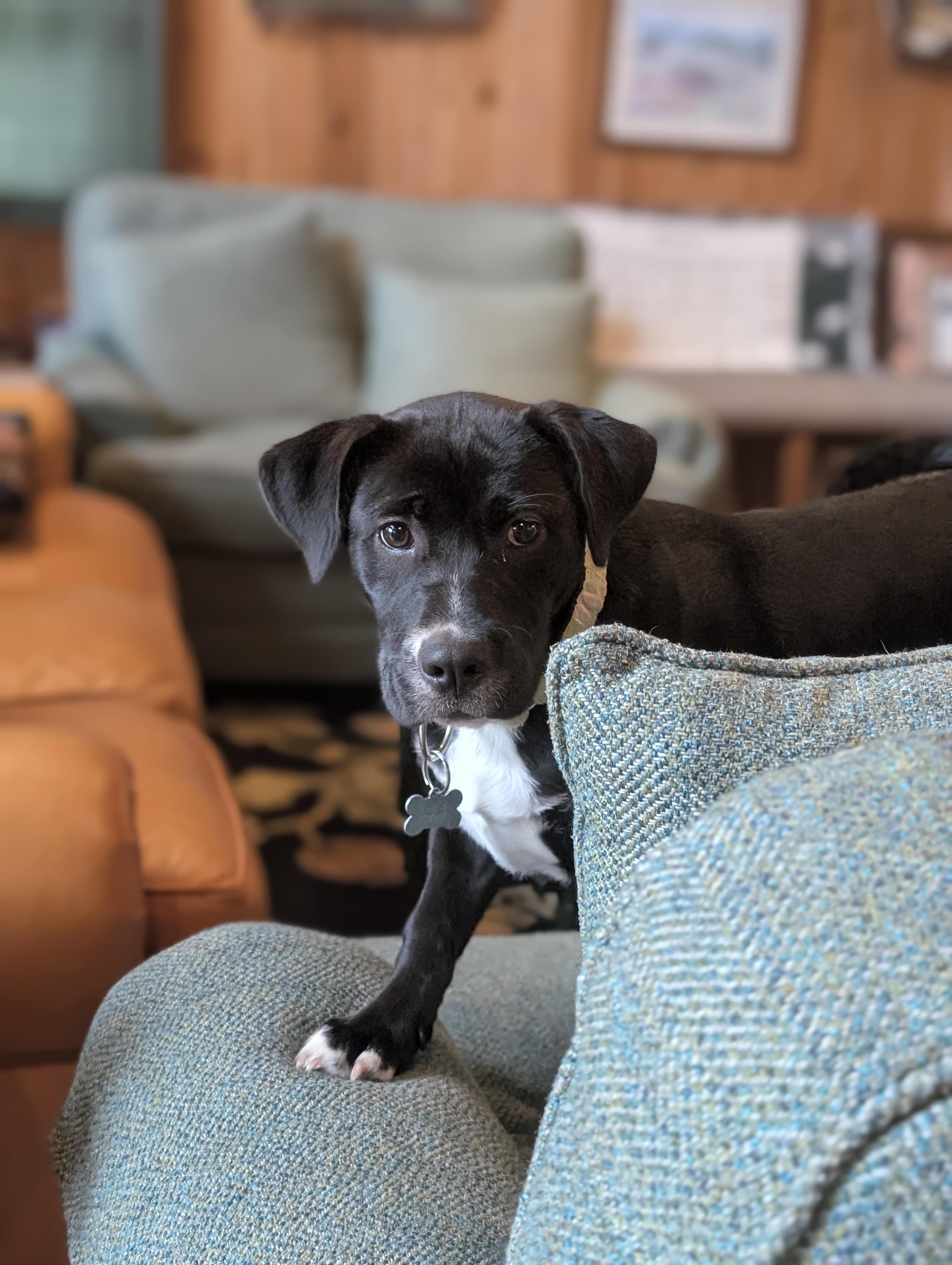 Enlarge Bellina, a ADOPTABLE mixed breed in Cumming, GA image 2/4