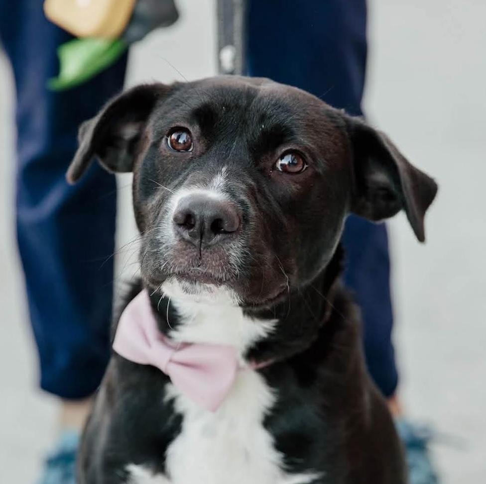 Bellina, Adoptable, Puppy Female Labrador Retriever.