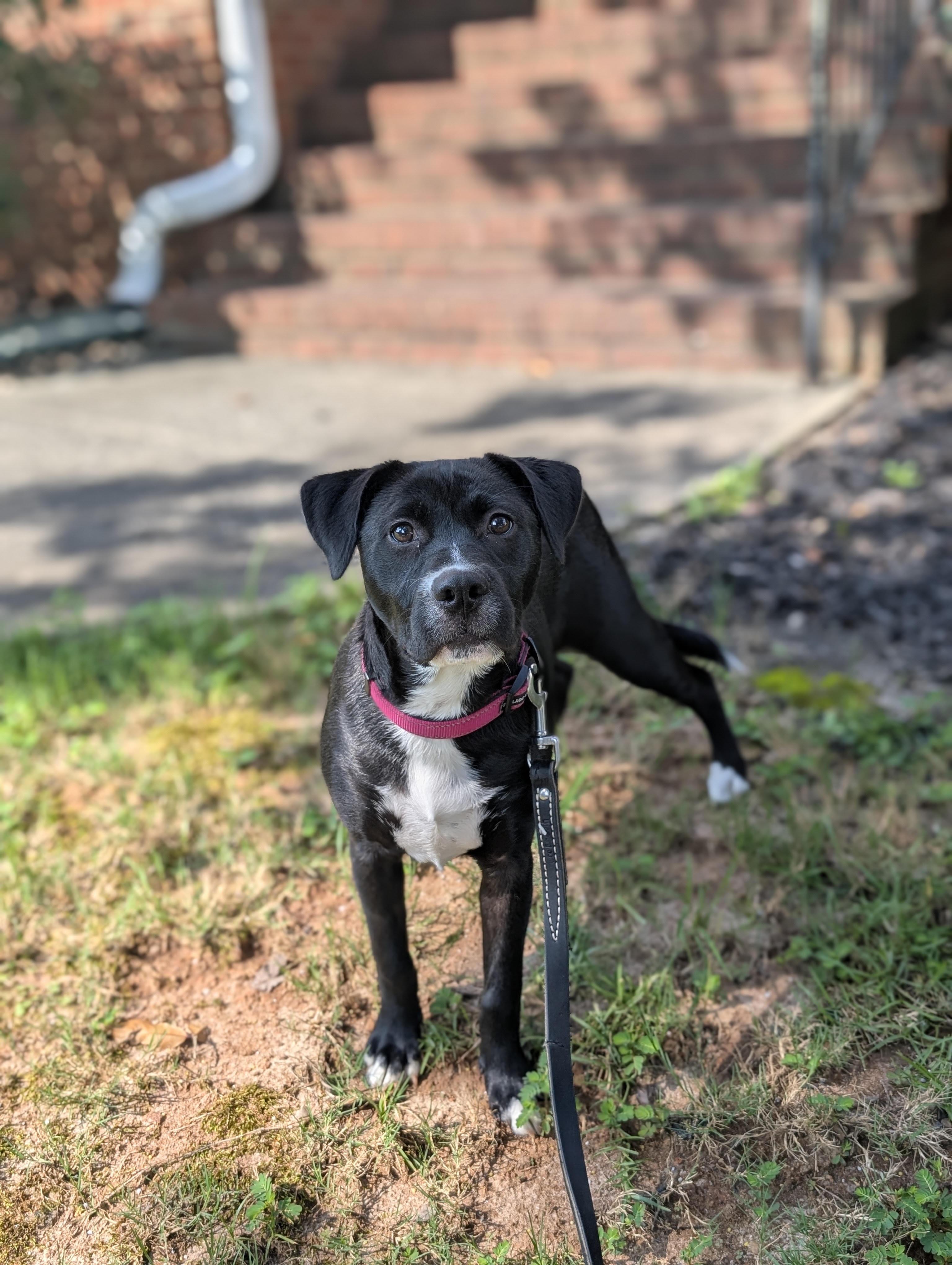 Enlarge Bellina, a ADOPTABLE mixed breed in Cumming, GA image 4/4