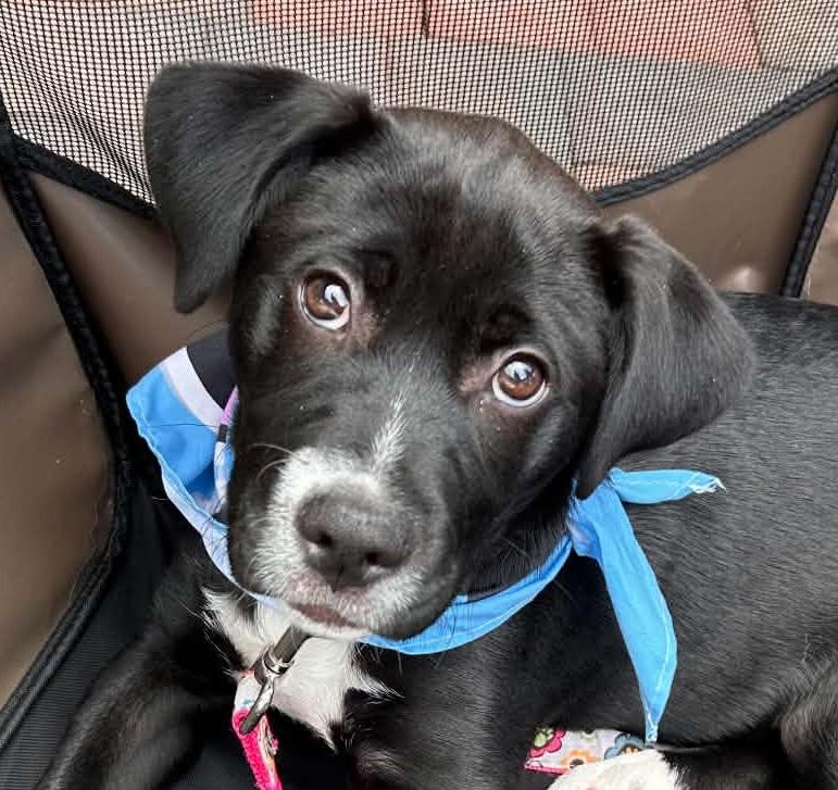 Enlarge Bellina, a ADOPTABLE mixed breed in Cumming, GA image 1/2