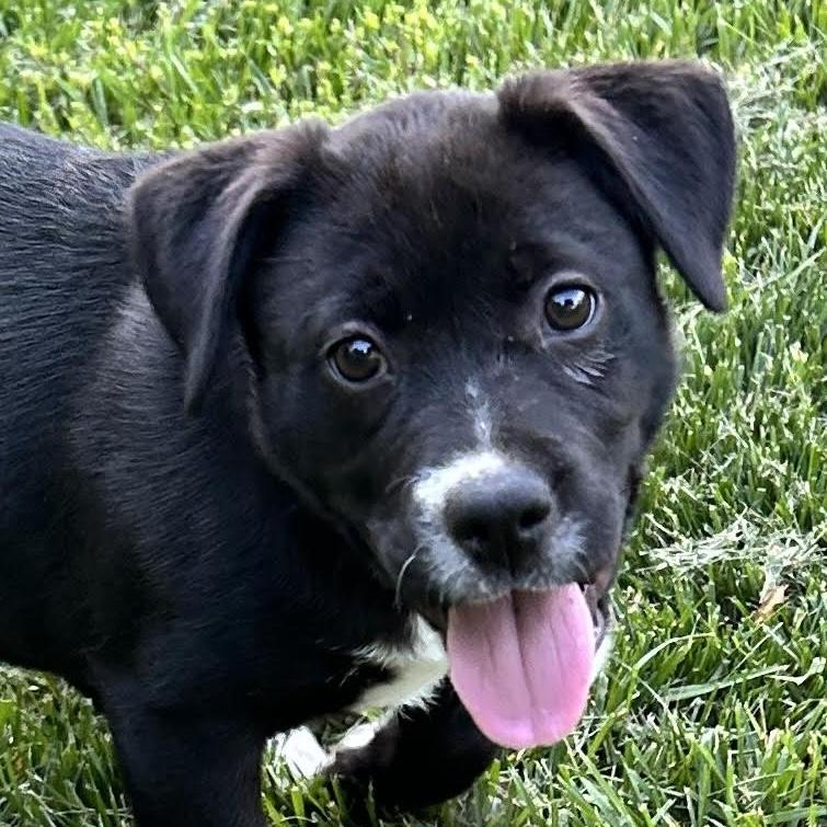 Enlarge Bellina, a ADOPTABLE mixed breed in Cumming, GA image 2/3