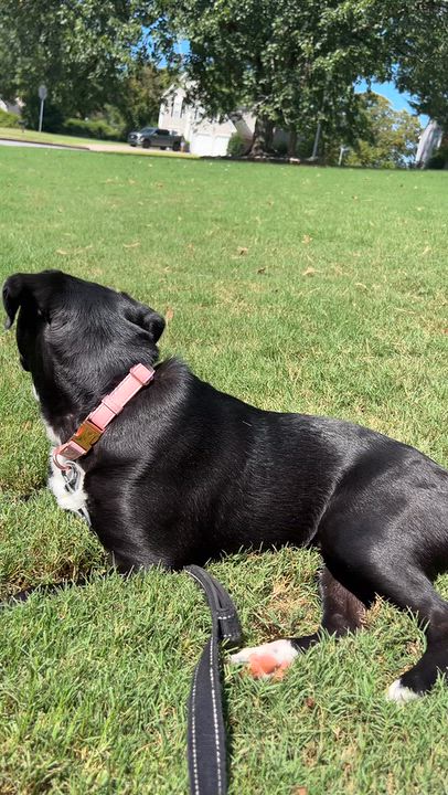 Enlarge Bellina, a Adoptable mixed breed in Cumming, GA video 3/6