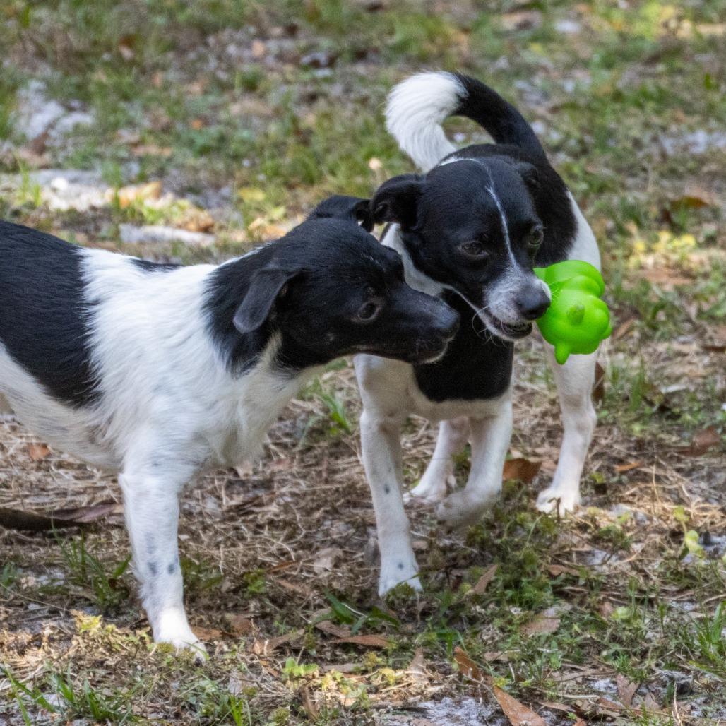 Smiling Jack, Adoptable, Adult Male Terrier & Mixed Breed.
