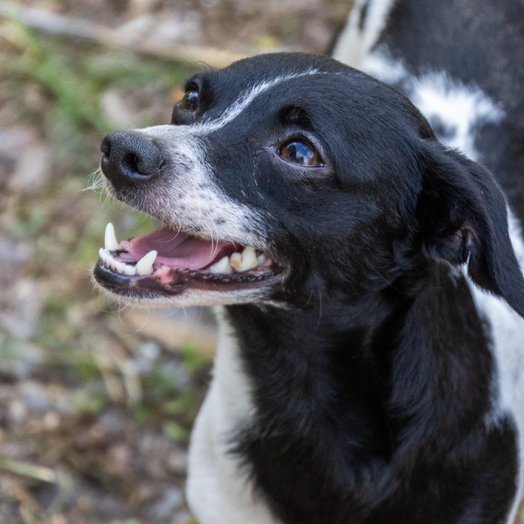 Enlarge Smiling Jack, a Adoptable mixed breed in TITUSVILLE, FL image 2/5