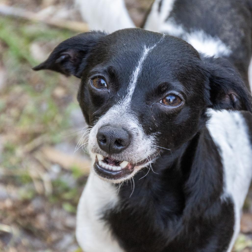 Enlarge Smiling Jack, a Adoptable mixed breed in TITUSVILLE, FL image 3/5