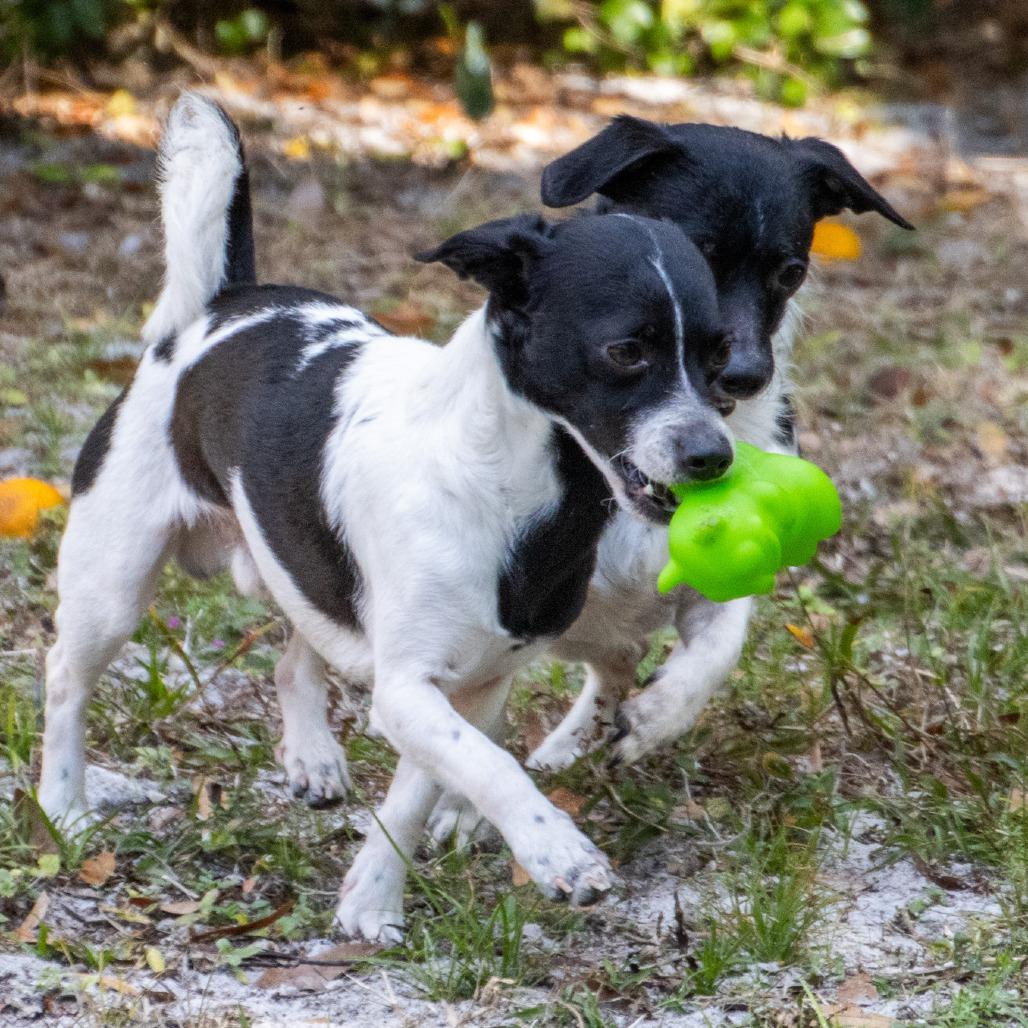 Enlarge Smiling Jack, a Adoptable mixed breed in TITUSVILLE, FL image 4/5