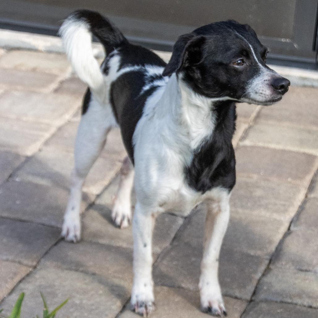 Enlarge Smiling Jack, a Adoptable mixed breed in TITUSVILLE, FL image 5/6