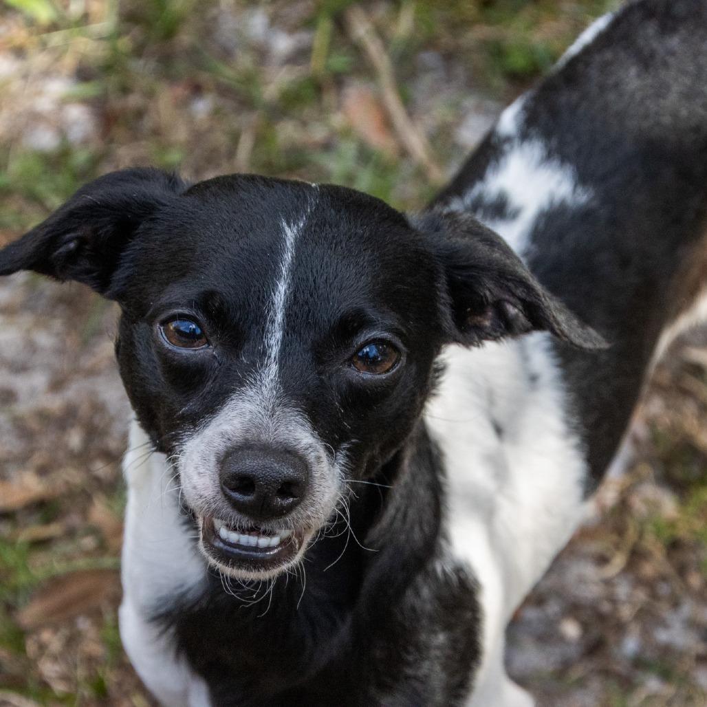 Enlarge Smiling Jack, a Adoptable mixed breed in TITUSVILLE, FL image 5/5