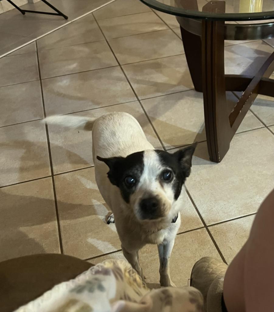 Sissy (In Foster), Adoptable, Senior Female Jack Russell Terrier.