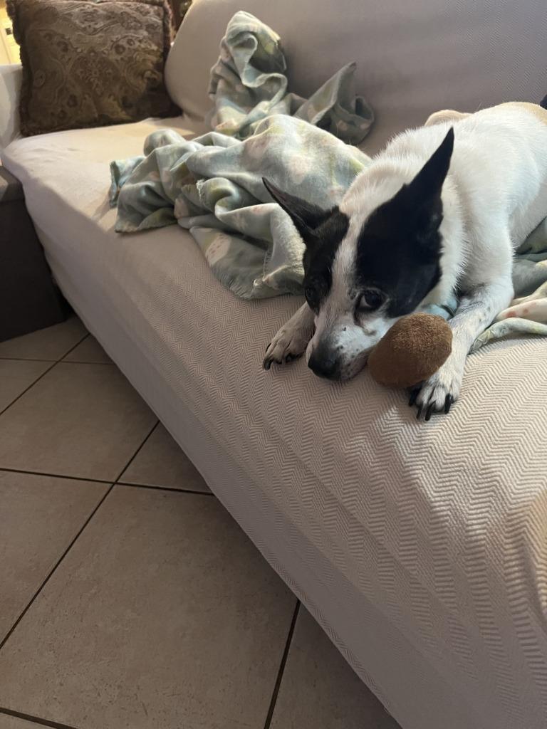Sissy (In Foster), a Adoptable mixed breed in New Orleans, LA image 2/4
