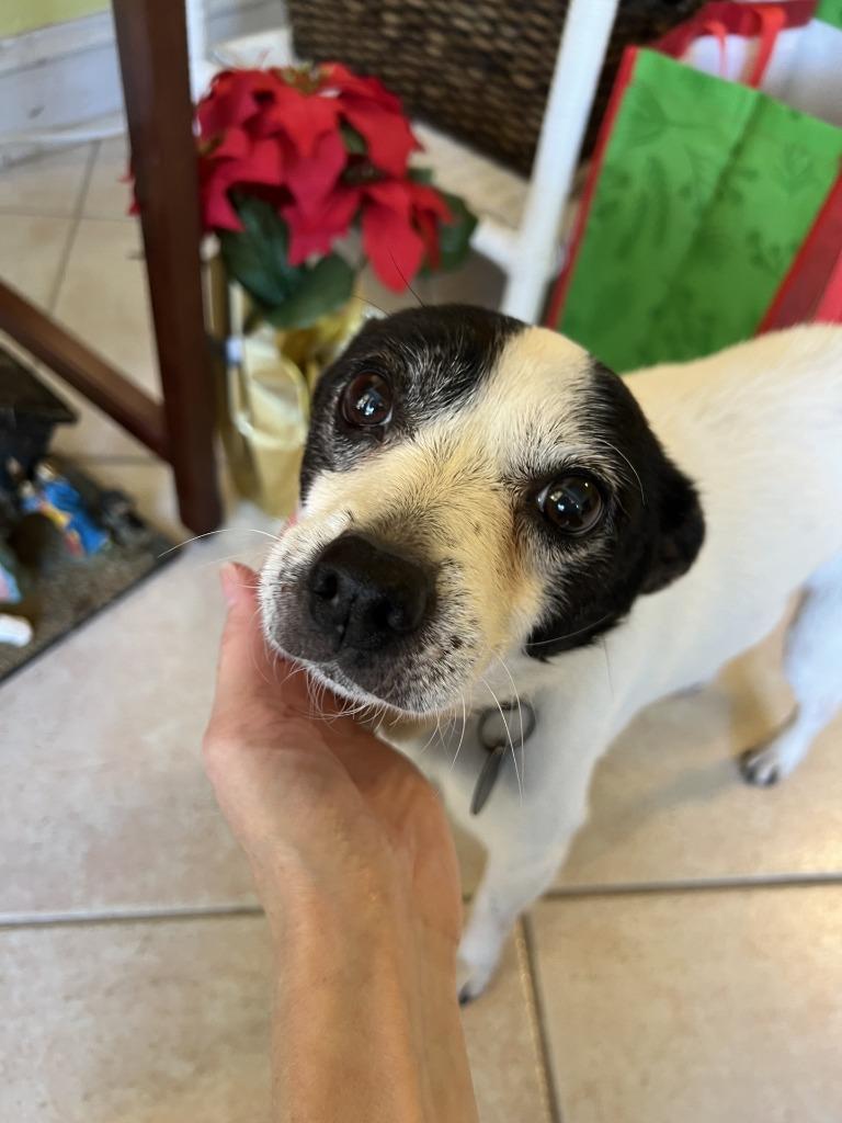 Sissy (In Foster), a Adoptable mixed breed in New Orleans, LA image 4/4