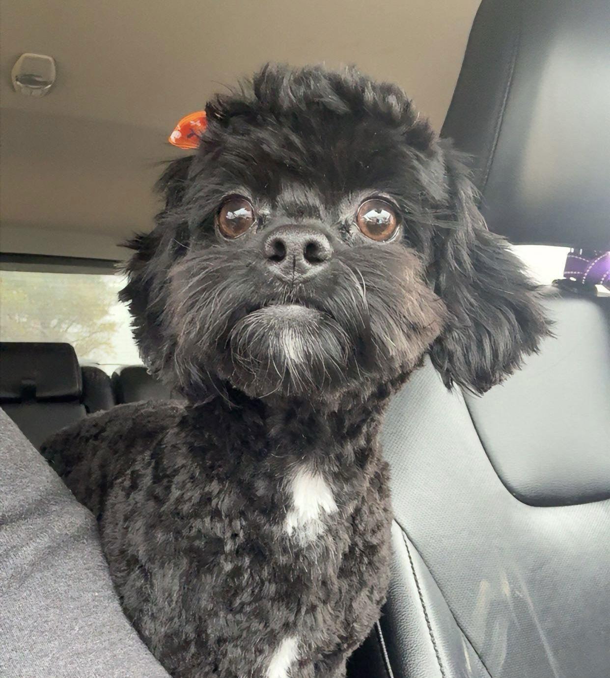 Lizzy, Adoptable, Adult Female Shih Tzu & Poodle.