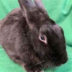 Starling, a ADOPTABLE mixed breed in Haltom City, TX image 1/3
