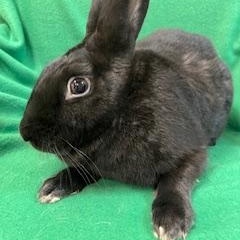 Starling, a ADOPTABLE mixed breed in Haltom City, TX image 2/3