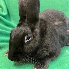 Starling, a ADOPTABLE mixed breed in Haltom City, TX image 3/3